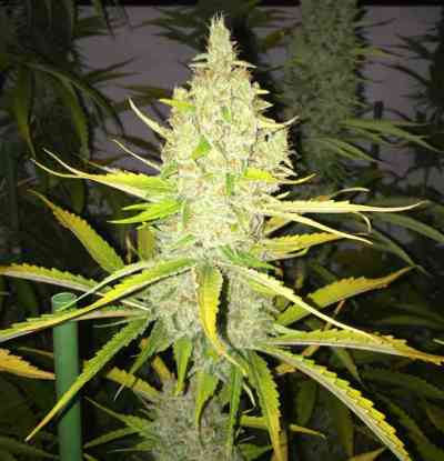 Chicle AKA Bubbledawg > TH Seeds | Feminized Marijuana   |  Indica
